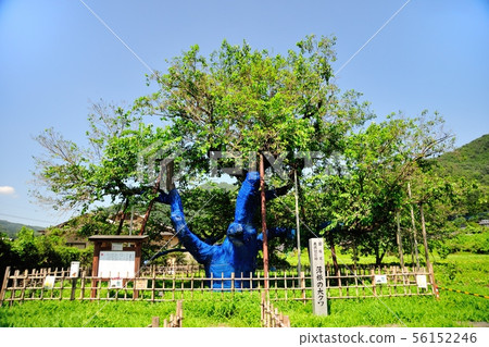 Thin root large mulberry Thin root large mulberry 56152246