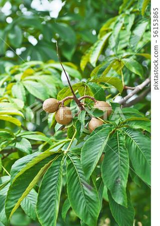 Aesculus hippo (seed of persimmon) 56153865