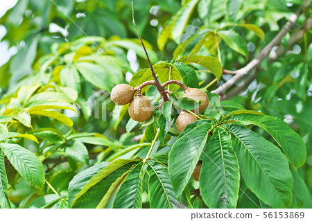 Aesculus hippo (seed of persimmon) 56153869