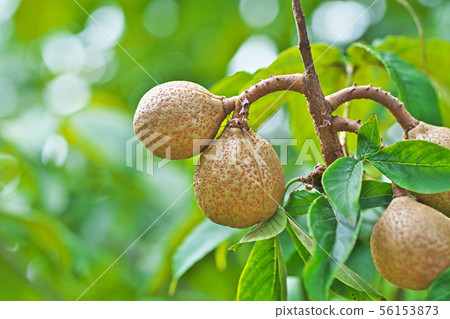 Aesculus hippo (seed of persimmon) Aesculus hippo (seed of persimmon) 56153873