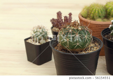 small cactus or succulent green plant on wooden 56154551