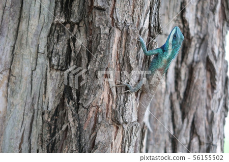 Thai natural chameleon Thai natural chameleon 56155502