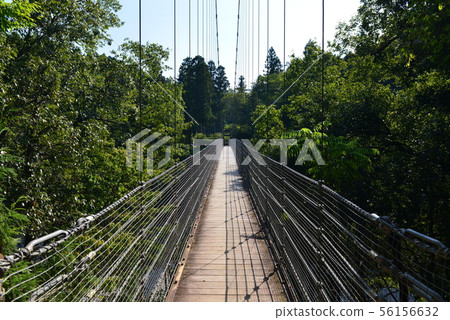 Tarakyo Forest Park Suspension Bridge 56156632
