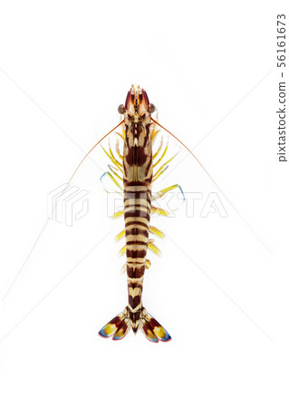 Prawn prawn Prawn prawn 56161673