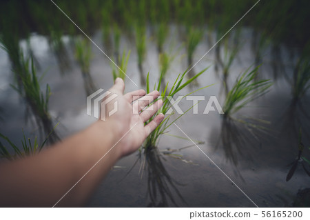 Rice field Young rice in the Asian growing season 56165200