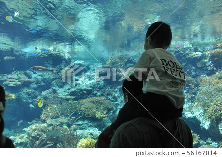 Parent and child looking at the aquarium 56167014