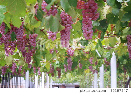 葡萄園 56167347