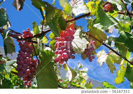 Blue sky and grapes 56167351