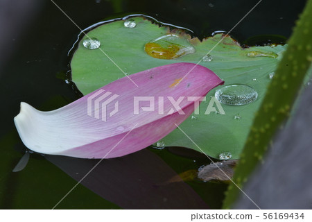 蓮花 蓮花 56169434