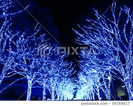 藍洞SHIBUYA(代代木公園zelkova一排樹) 藍洞SHIBUYA(代代木公園zelkova一排樹) 56169817
