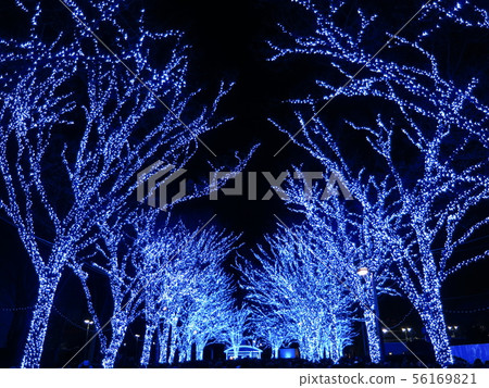 藍洞SHIBUYA(代代木公園zelkova一排樹) 藍洞SHIBUYA(代代木公園zelkova一排樹) 56169821