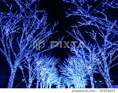 藍洞SHIBUYA(代代木公園zelkova一排樹) 藍洞SHIBUYA(代代木公園zelkova一排樹) 56169823