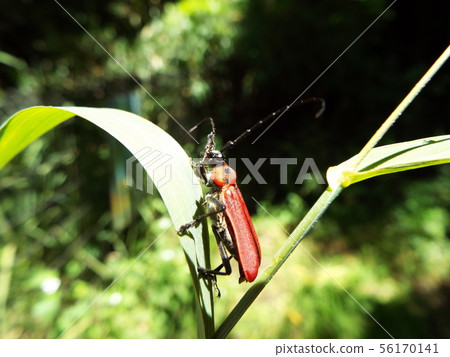 Benikamikiri 56170141