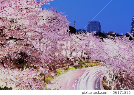 在盛開的櫻花在東京中間地區附近在微明 在盛開的櫻花在東京中間地區附近在微明 56171855