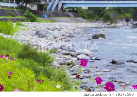 Cosmos Minakami鎮在夏天川原 56173590