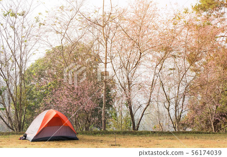 Tourist tent in camp among wild himalayan cherry Tourist tent in camp among wild himalayan cherry 56174039