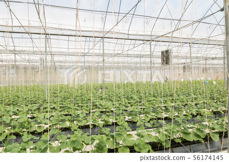 Young cantaloupe growing in a greenhouse farm 56174145