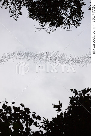 Bats flying in Gunung Mulu national park Bats flying in Gunung Mulu national park 56177726