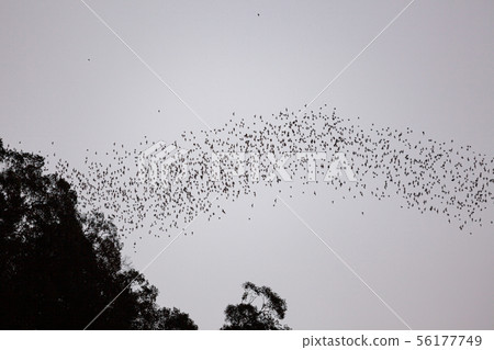 Bats flying in Gunung Mulu national park Bats flying in Gunung Mulu national park 56177749