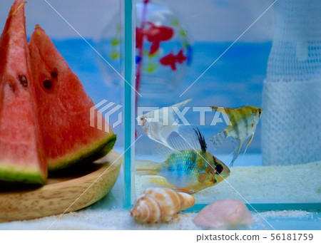 涼爽的夏天 涼爽的夏天 56181759