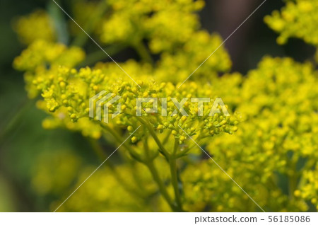 Ominae (maro flower) 56185086