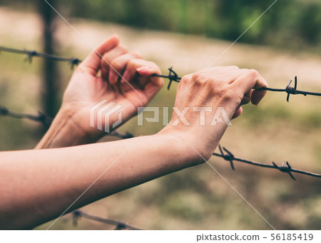Barbed wire and the hands of a girl. Conceptual Barbed wire and the hands of a girl. Conceptual 56185419