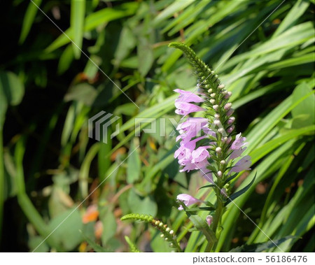 Tranoo花 Tranoo花 56186476