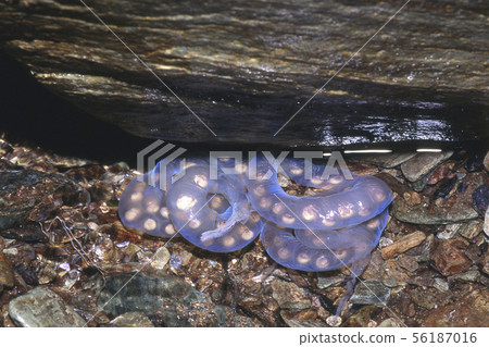 蠑螈蠑螈蛋 56187016