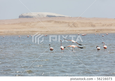 Flamingos in Paracas, Peru. Flamingos in Paracas, Peru. 56216073