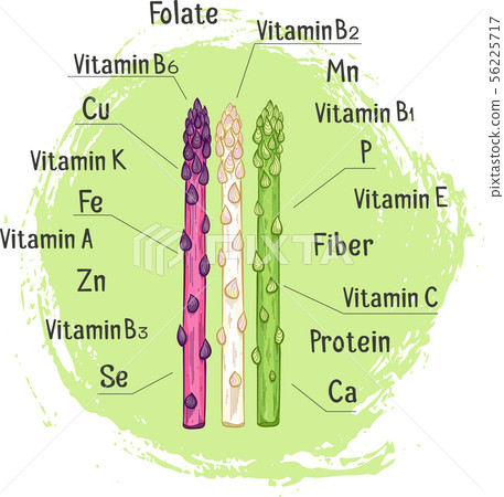 Organic asparagus with micronutrient hand drawn 56225717
