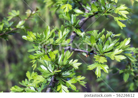 Hawthorn leaves 56226612