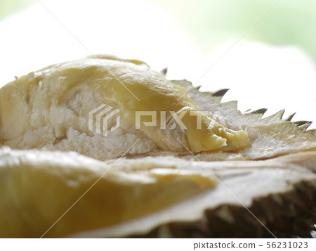 Durian is the king of fruit in Thailand 56231023