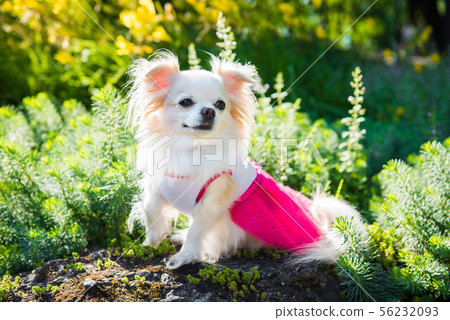 Small longhair Chihuahua dog enjoy walking 56232093