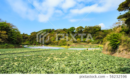 Field (spring) Field (spring) 56232596