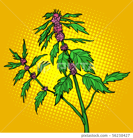 motherwort medicinal plant 56238427