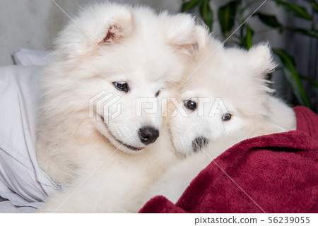 Two samoyed dogs puppies in the red bed on bedroom background Two samoyed dogs puppies in the red bed on bedroom background 56239055