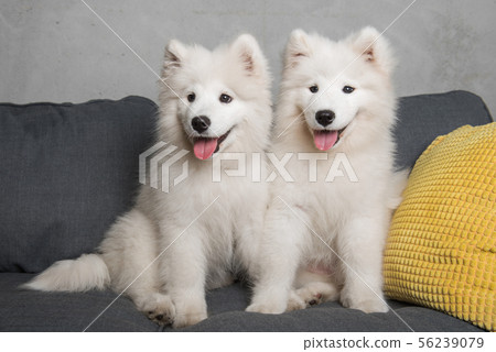 Two samoyed dogs puppies are sitting in the gray couch 56239079