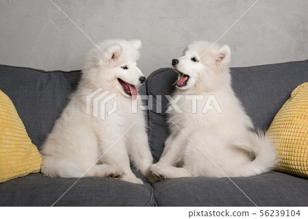 Two samoyed dogs puppies are playing in the gray couch Two samoyed dogs puppies are playing in the gray couch 56239104
