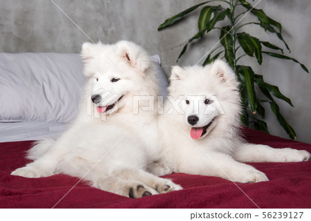 Two samoyed dogs puppies in the red bed on bedroom background Two samoyed dogs puppies in the red bed on bedroom background 56239127