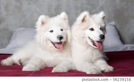 Two samoyed dogs puppies in the red bed on bedroom background Two samoyed dogs puppies in the red bed on bedroom background 56239158