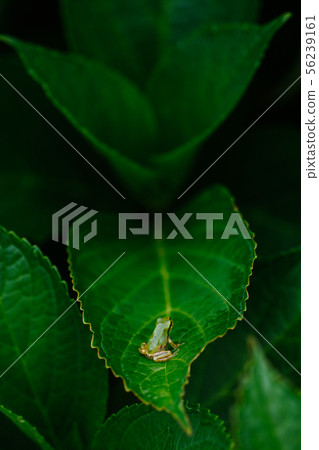 Tree frog Tree frog 56239161