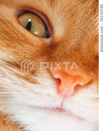 Cute ginger cat is dozing. Close up photo of pet Cute ginger cat is dozing. Close up photo of pet 56239588