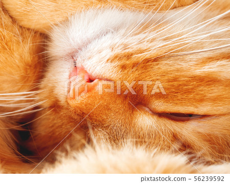 Cute ginger cat is dozing. Close up photo of pet 56239592