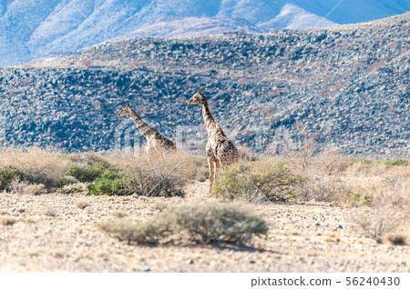 A giraffe Family grazing in the desert A giraffe Family grazing in the desert 56240430