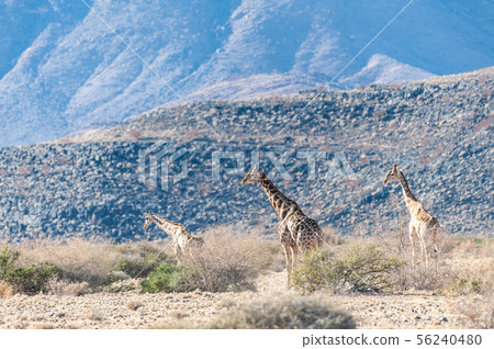 A giraffe Family grazing in the desert A giraffe Family grazing in the desert 56240480