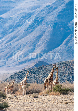 A giraffe Family grazing in the desert 56240535