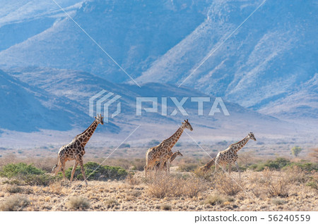 A giraffe Family grazing in the desert 56240559