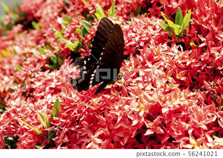 Kobano Sandanka和白尾牡丹 56241021