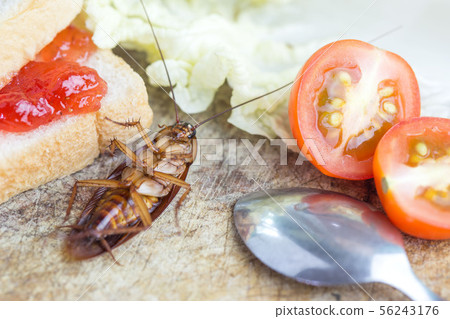 The problem in the house because of cockroaches 56243176