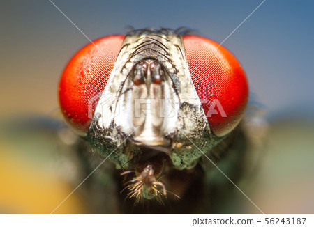 A macro shot of fly . Live housefly .Insect A macro shot of fly . Live housefly .Insect 56243187